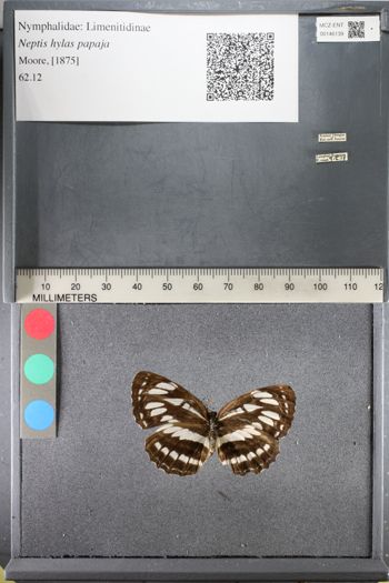 Media type: image;   Entomology 146139